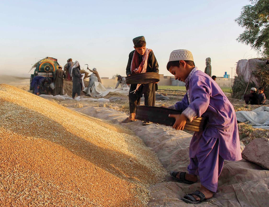 طفل يقوم بتجهيز محصول القمح في أفغانستان
