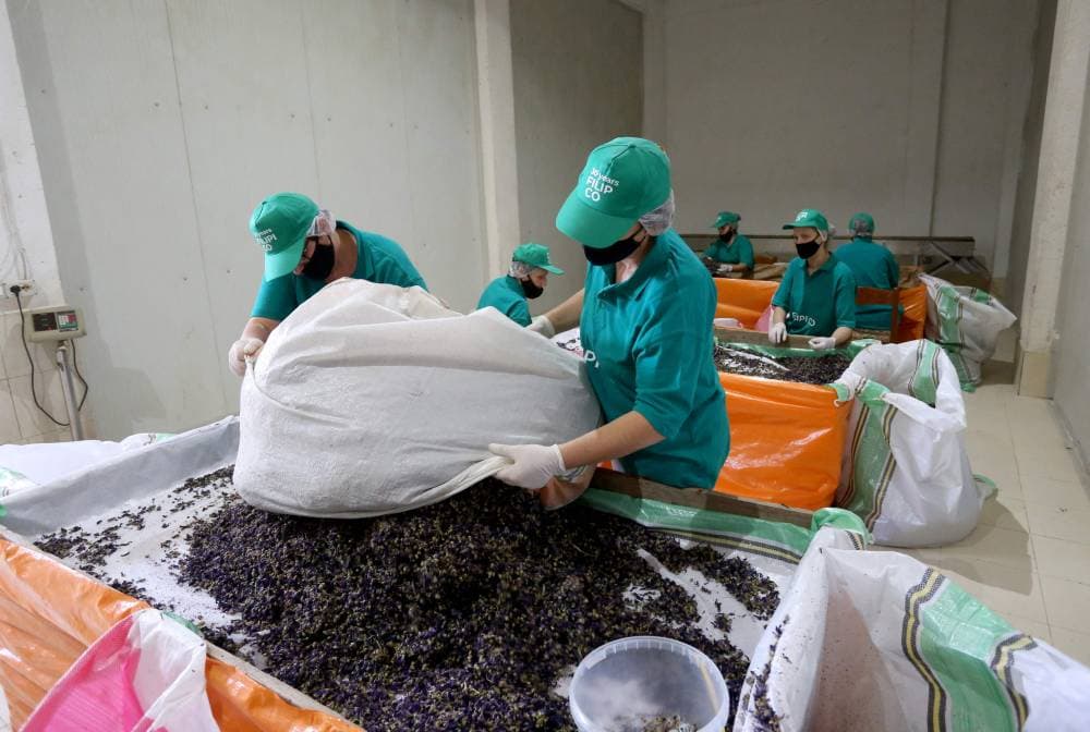 تشكل ألبانيا أحد أبرز منتجي النباتات الطبية في أوروبا. "الفرنسية"