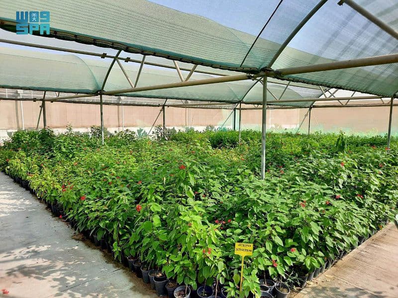 مليونا نبتة ينتجها مشتل الهيئة الملكية بالجبيل الصناعية سنويا