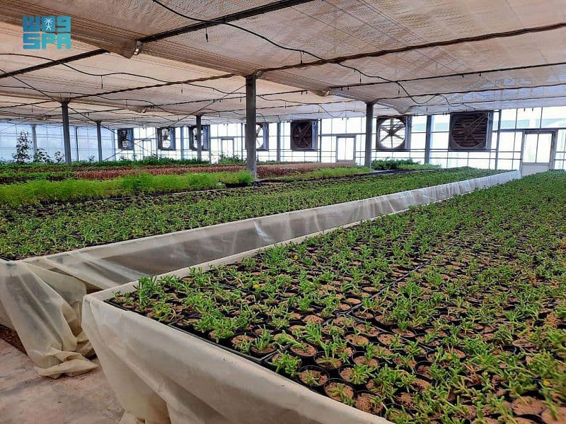 مليونا نبتة ينتجها مشتل الهيئة الملكية بالجبيل الصناعية سنويا