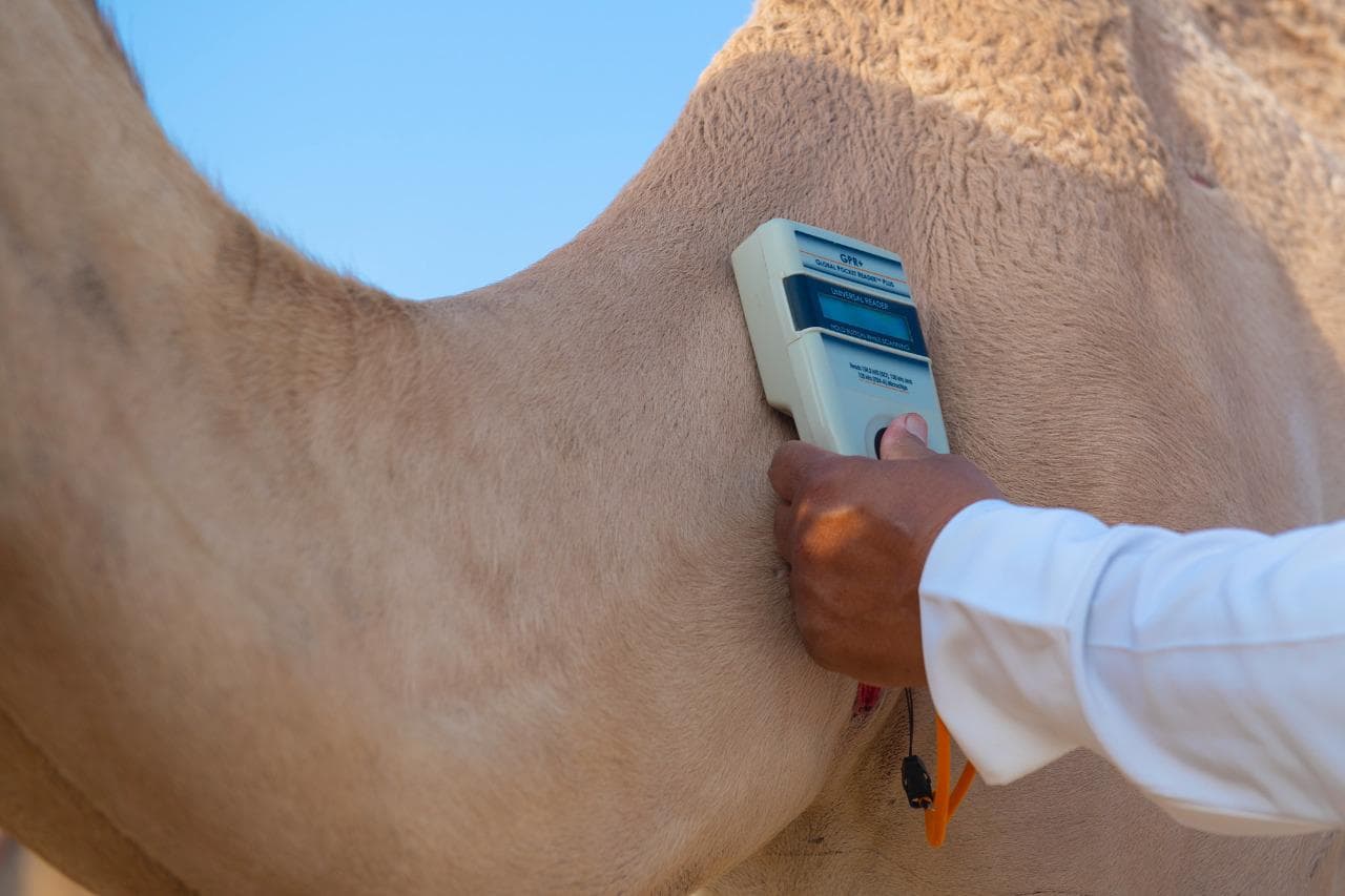 تقنيات عالمية في مهرجان ولي العهد للهجن .. تركيب 5 آلاف شريحة إلكترونية جديدة خلال 7 أيام