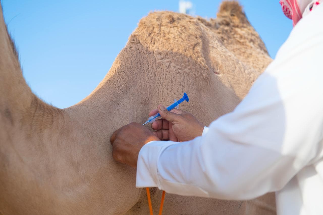 تقنيات عالمية في مهرجان ولي العهد للهجن .. تركيب 5 آلاف شريحة إلكترونية جديدة خلال 7 أيام