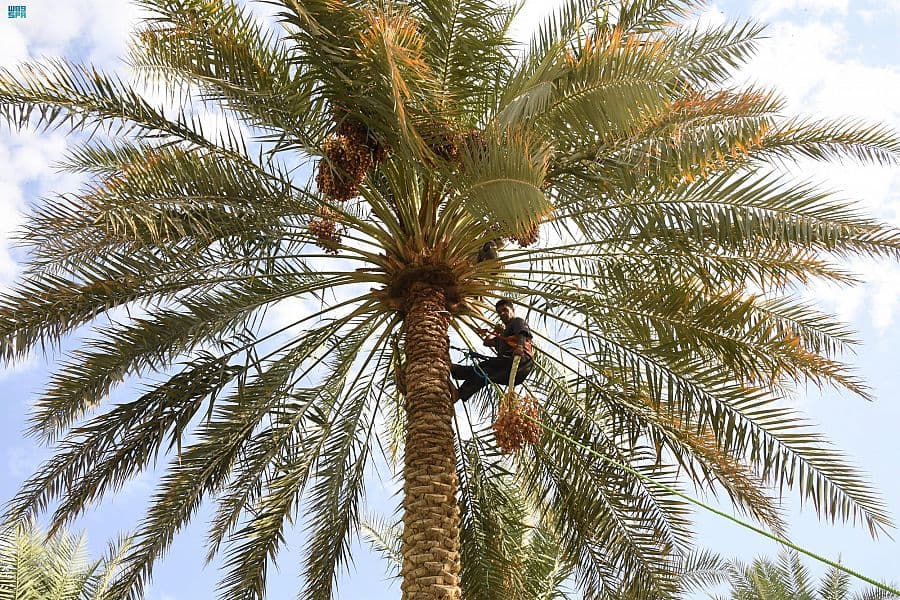 واحة الأحساء ترفد السوق بأكثر من 1.5 مليون طن من التمور