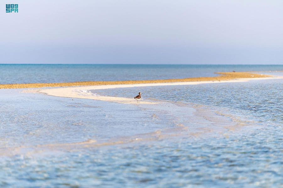 الاسترخاء والاستكشاف .. تجارب سياحية تقدمها أملج على متن القوارب