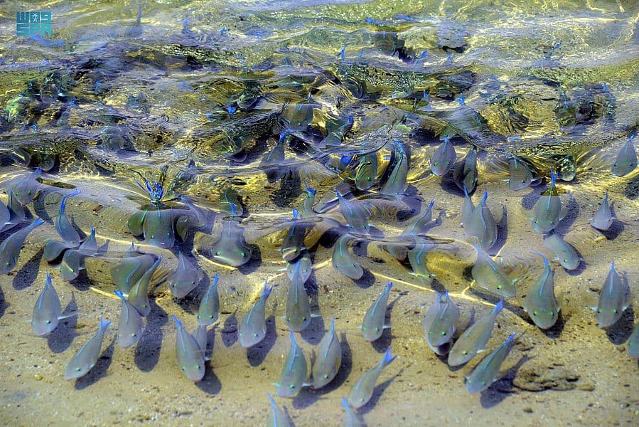 90 جزيرة.. تسجل أرخبيل فرسان في برنامج الإنسان والمحيط الحيوي