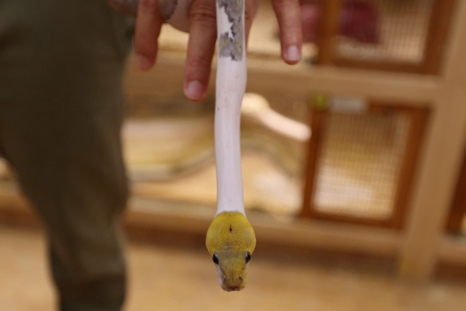 رغم خطورة الأمر .. سعودي يحترف تهجين الثعابين في منزله