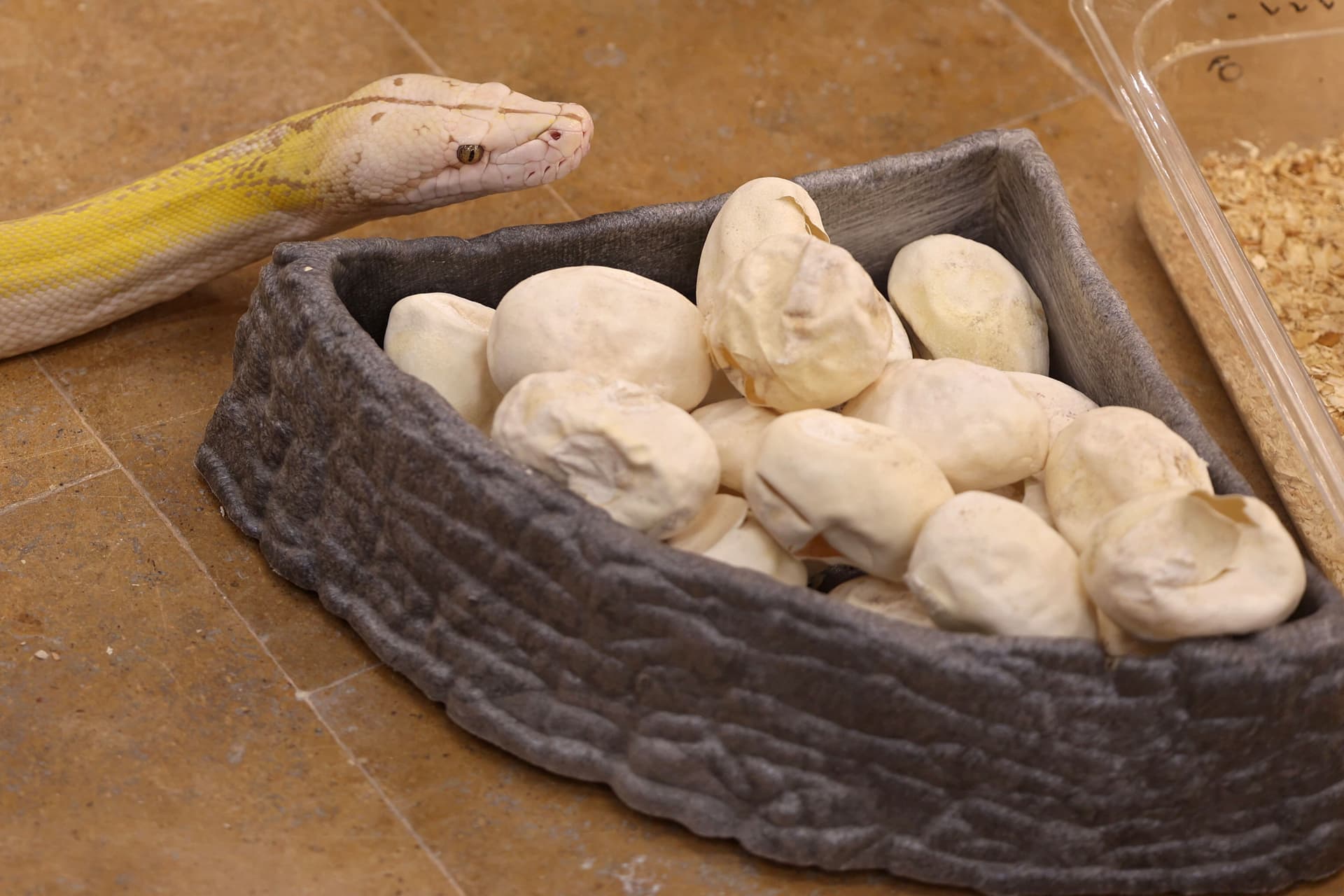 رغم خطورة الأمر .. سعودي يحترف تهجين الثعابين في منزله