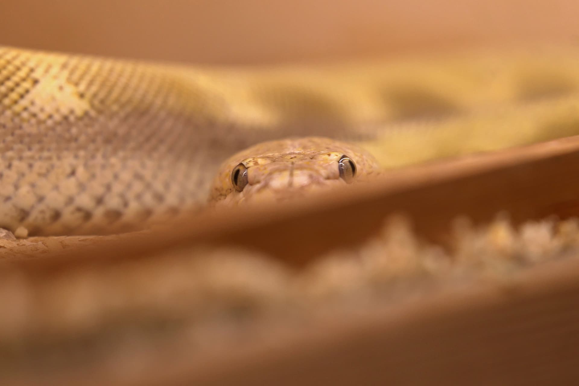 رغم خطورة الأمر .. سعودي يحترف تهجين الثعابين في منزله