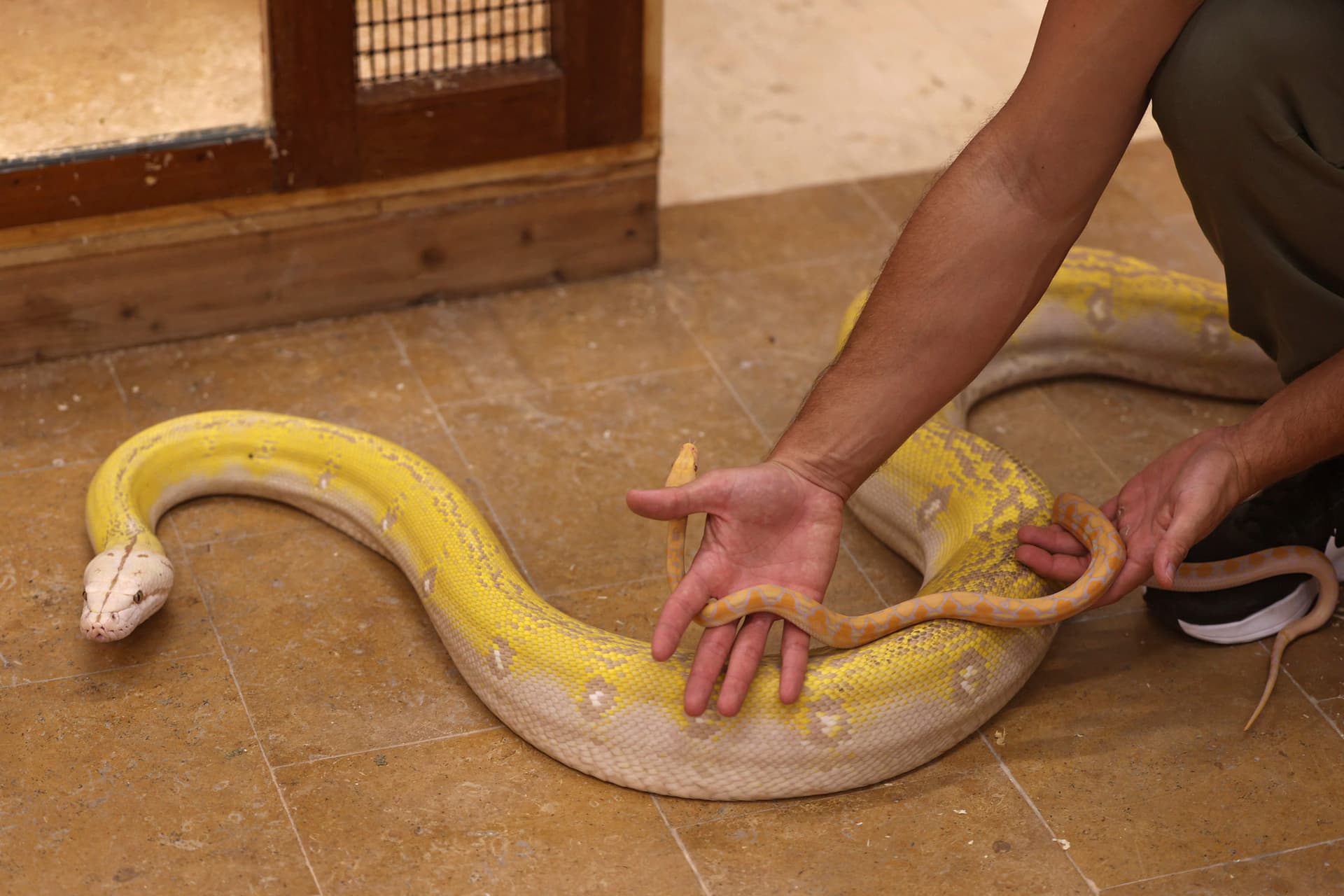 رغم خطورة الأمر .. سعودي يحترف تهجين الثعابين في منزله