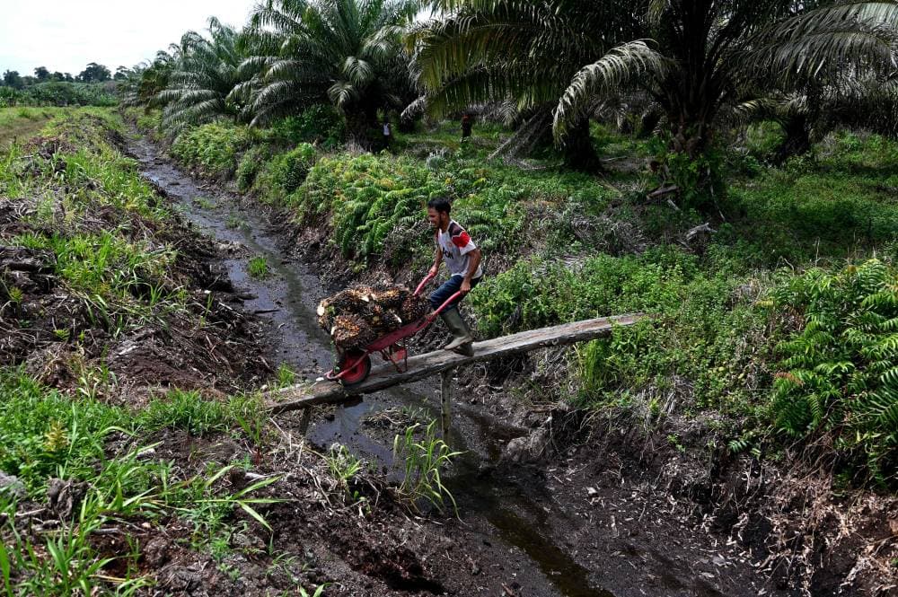 عامل يدفع عربة يدوية في إحدى مزارع مقاطعة آتشيه الجنوبية، تحمل الثمار التي ينتج منها زيت النخيل، الذي يعد تجارة رابحة في إندونيسيا. «الفرنسية »