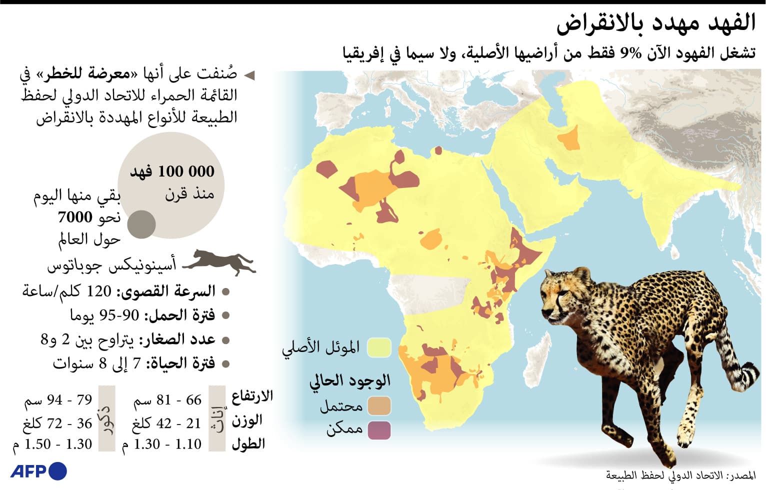 الفهود مهددة بالانقراض .. تشغل مساحة 9% فقط من أراضيها الأصلية