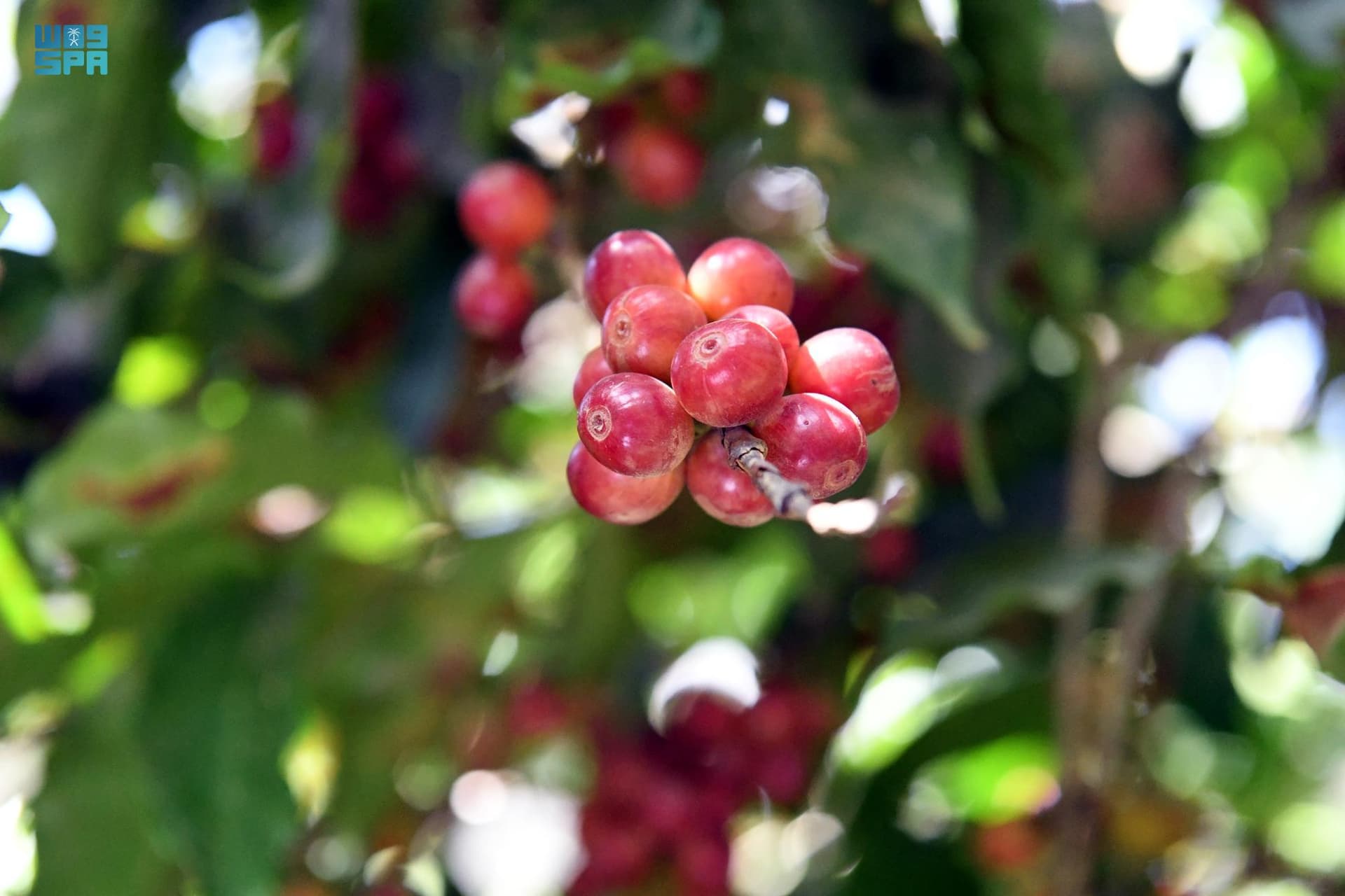 المزارعون يجنون حصادهم السنوي من "البن الخولاني" في جازان