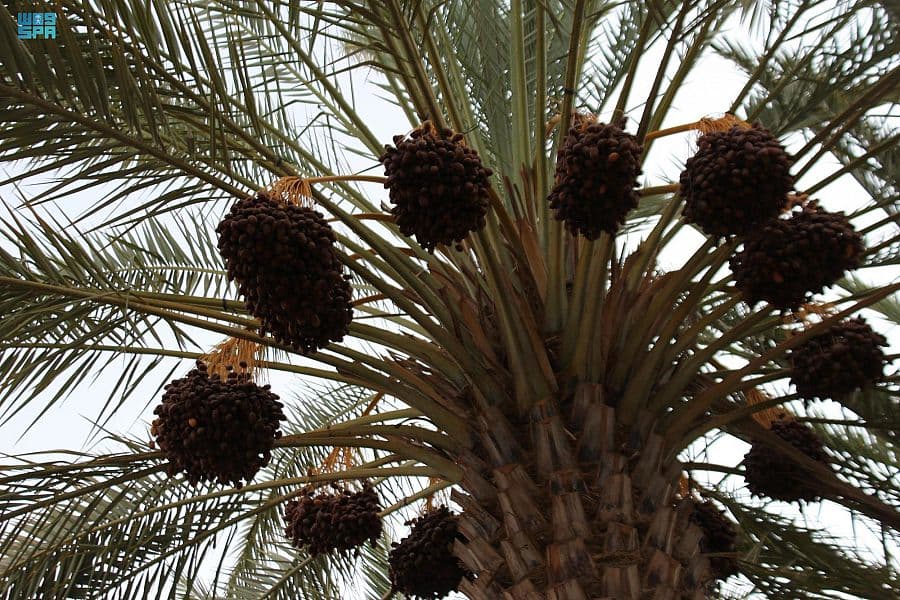 النخلة في وادي الدواسر .. علاقة حياة ووجود يكشفها الماضي ويؤكّدها الحاضر