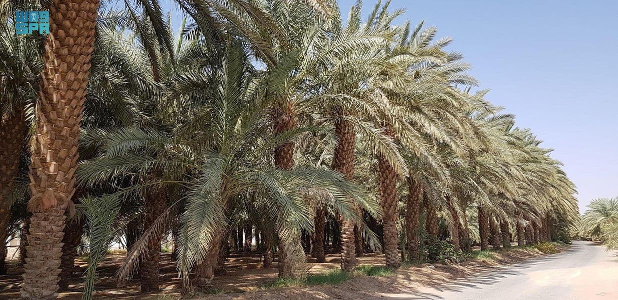 النخلة في وادي الدواسر .. علاقة حياة ووجود يكشفها الماضي ويؤكّدها الحاضر