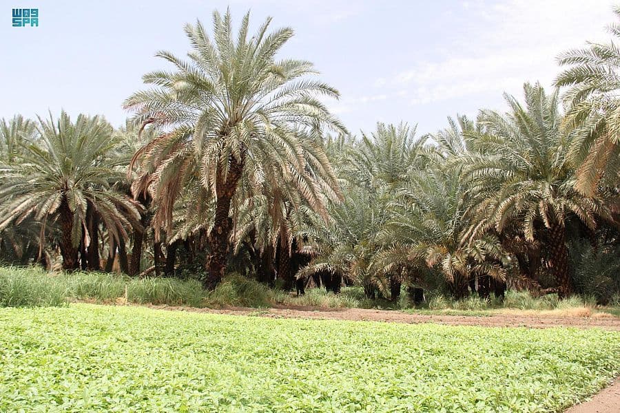 النخلة في وادي الدواسر .. علاقة حياة ووجود يكشفها الماضي ويؤكّدها الحاضر