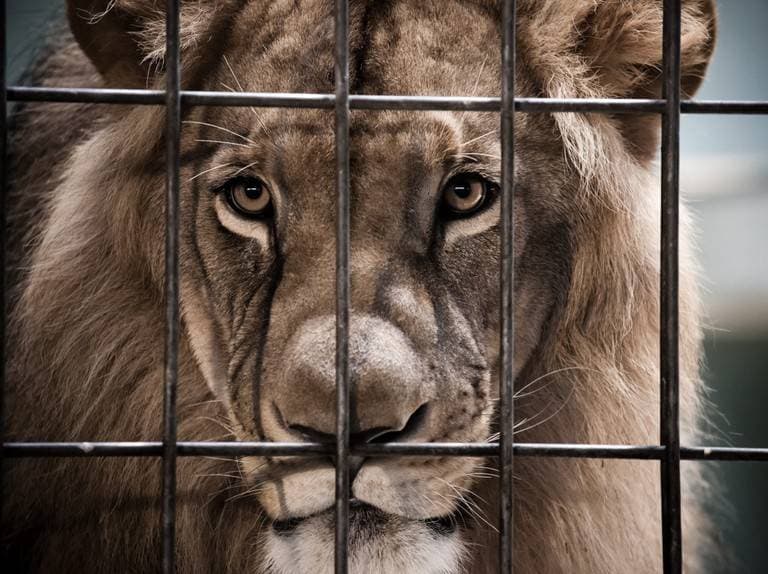 ظهرت عدوى كوفيد بين الحيوانات الأسيرة وتبين أن فصيلة القطط، خاصة الكبيرة مثل الأسود والنمور والفهود، أكثر قابلية لالتقاط العدوى.