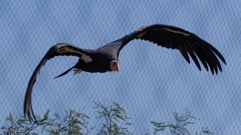 نسور الكندورمعرضة لخطر الانقراض.