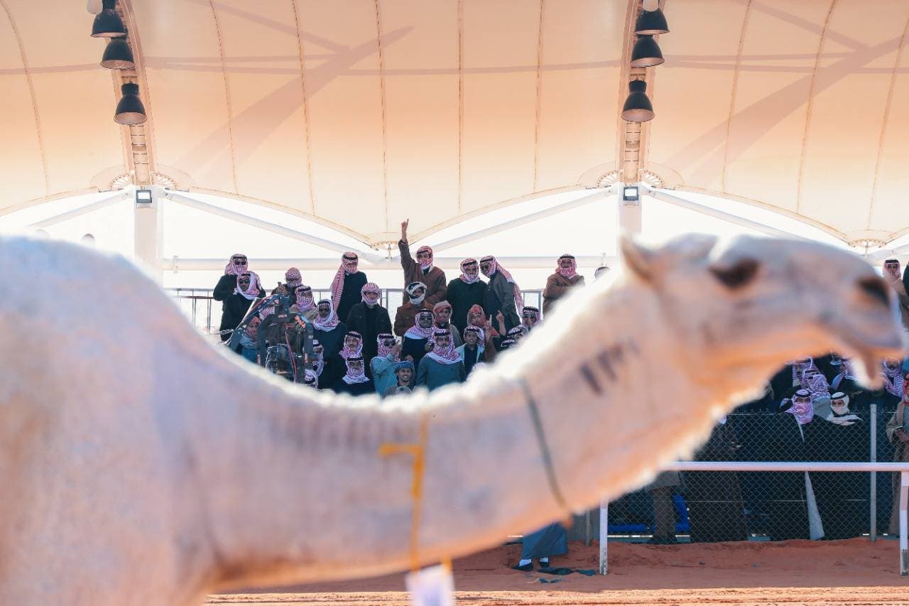 من المشاركات في مهرجان الإبل.