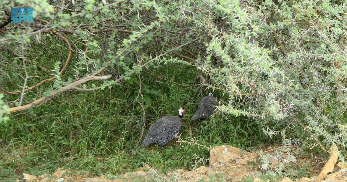 "قنا".. سلة غذاء وبيئة ريفية تستقبل زوار عسير شتاءً