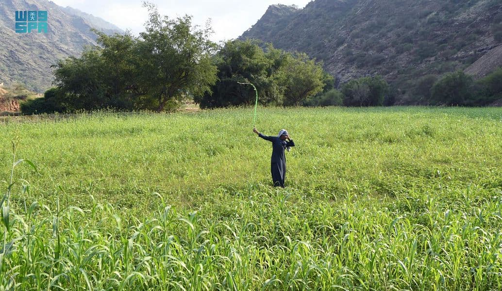 "قنا".. سلة غذاء وبيئة ريفية تستقبل زوار عسير شتاءً