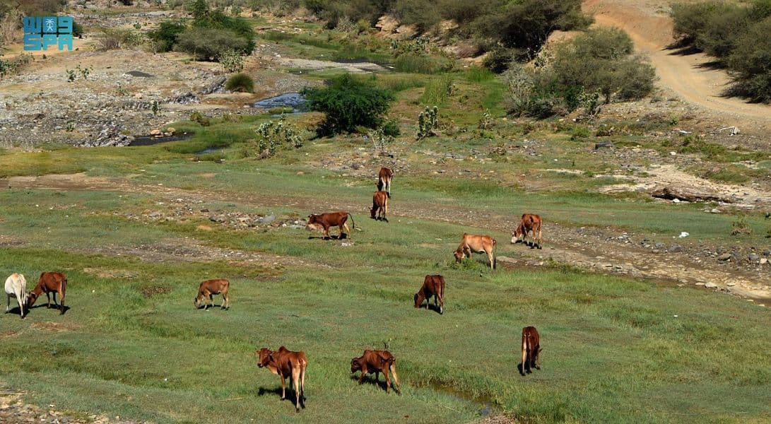 "قنا".. سلة غذاء وبيئة ريفية تستقبل زوار عسير شتاءً