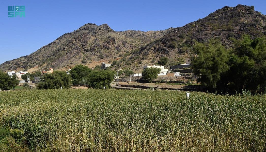 "قنا".. سلة غذاء وبيئة ريفية تستقبل زوار عسير شتاءً