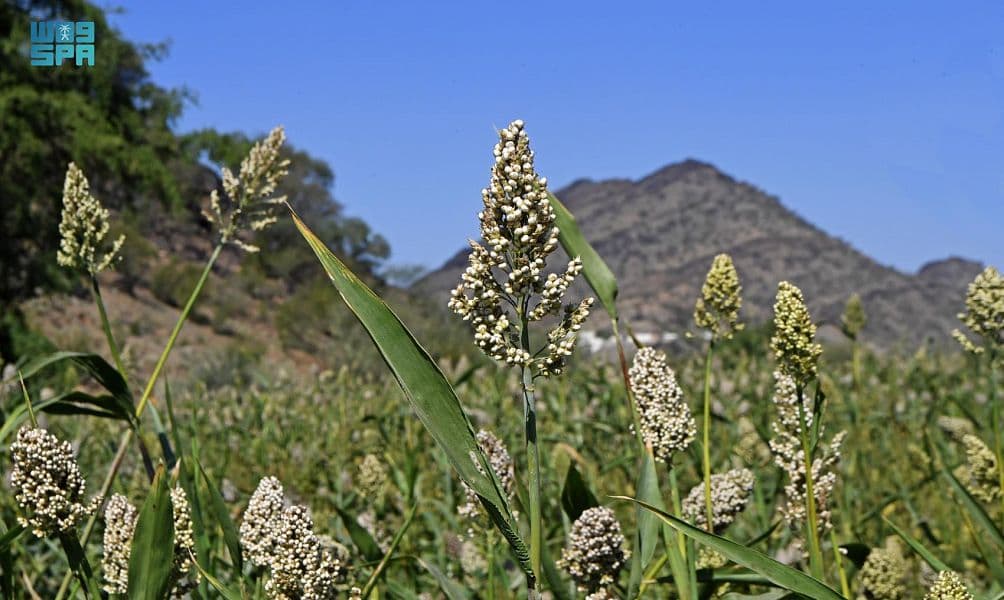 "قنا".. سلة غذاء وبيئة ريفية تستقبل زوار عسير شتاءً