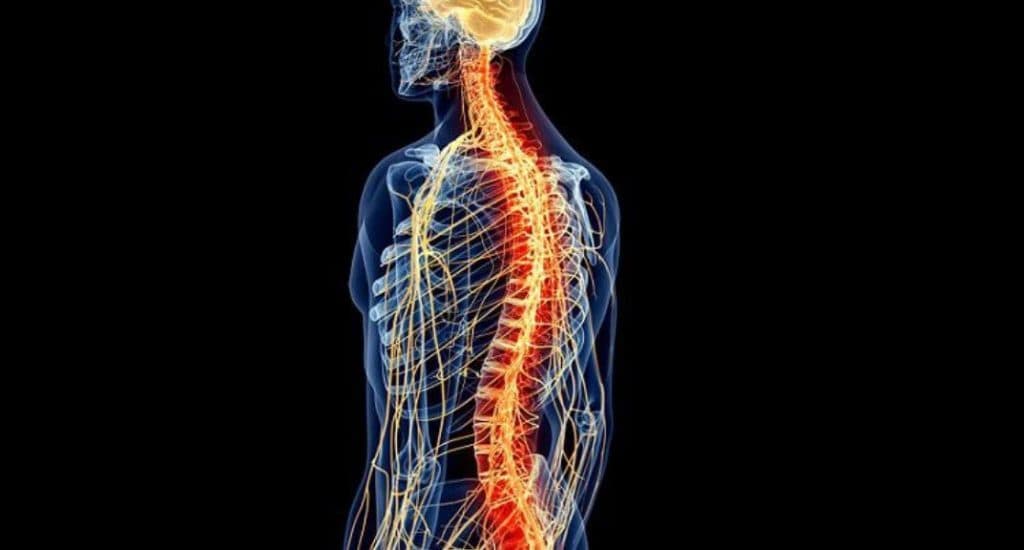 لأول مرة .. نجاح عملية زرع خلايا جذعية بشرية للنخاع الشوكي في اليابان