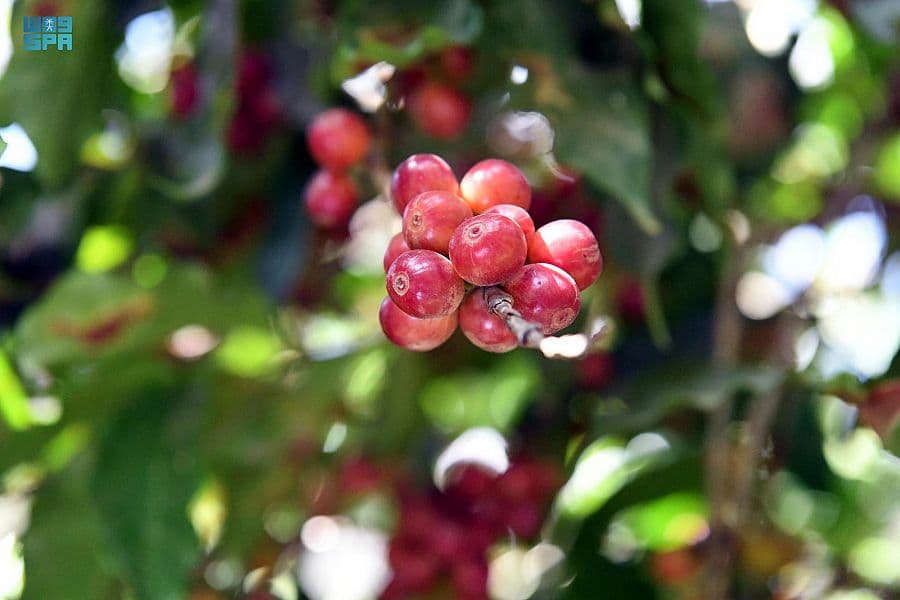 محفزات وطنية تستثمر صناعة "البن الخولاني السعودي"