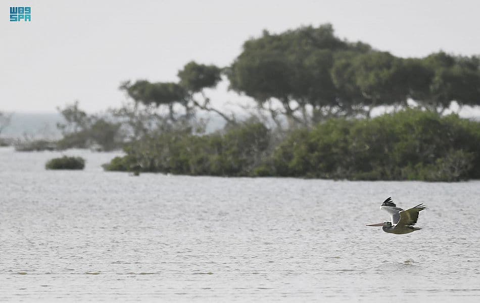 سواحل عسير .. نزهة تحت الغيم وجمال طبيعي وسط أمواج البحر