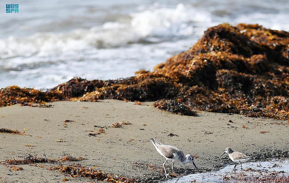 سواحل عسير .. نزهة تحت الغيم وجمال طبيعي وسط أمواج البحر