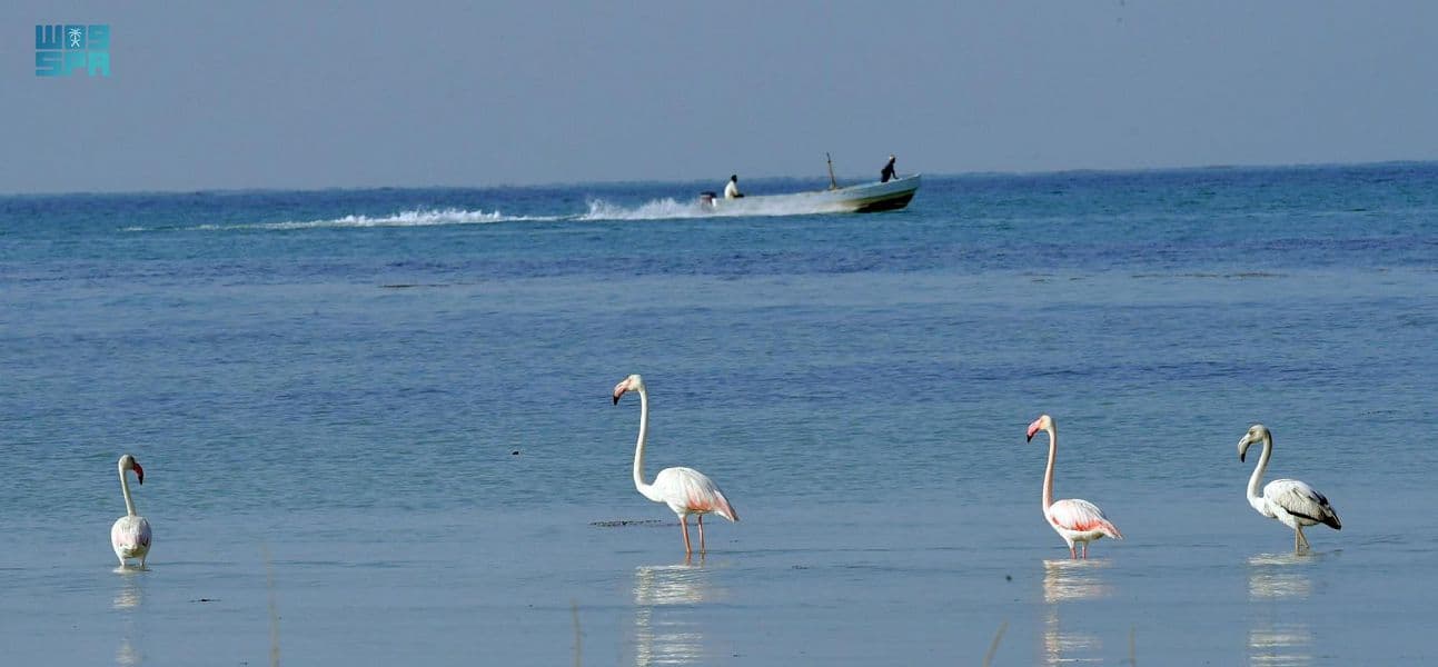 سواحل عسير .. نزهة تحت الغيم وجمال طبيعي وسط أمواج البحر