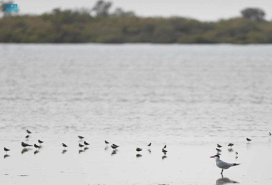 سواحل عسير .. نزهة تحت الغيم وجمال طبيعي وسط أمواج البحر