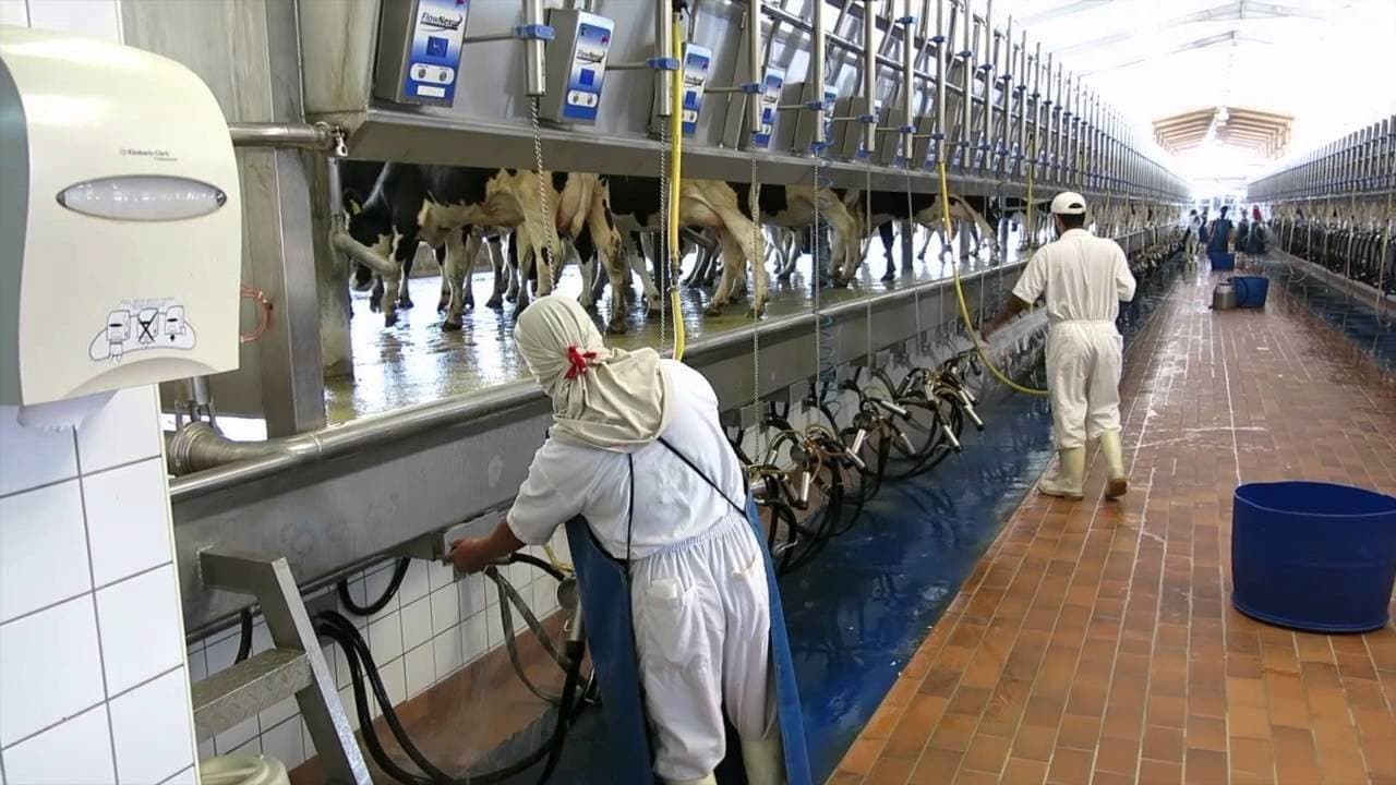 يتمتع القطاع الصناعي بقدرات متميزة في قطاع الألبان والدواجن والزيوت والتمور.