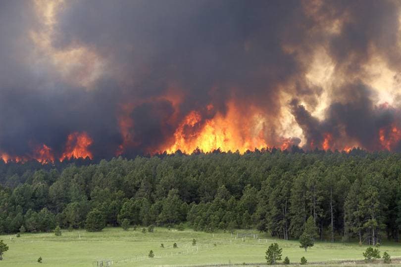 40 في المائة من الغابات المدمرة خلال 2021 في البرازيل.