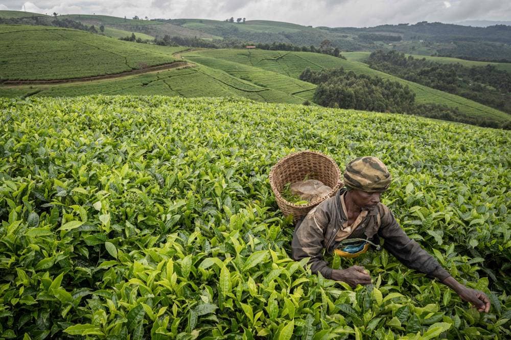 حصاد الشاي
