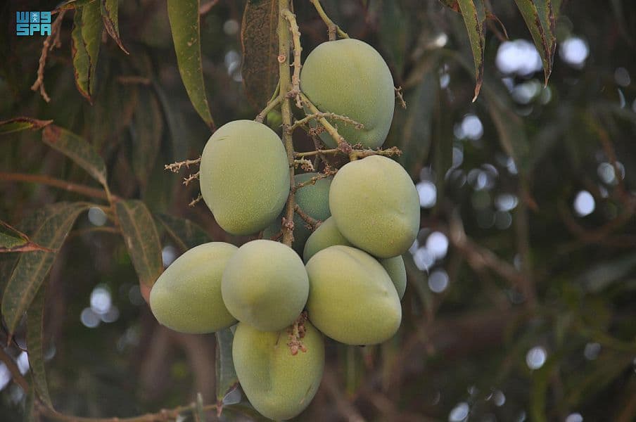 مانجو جازان .. مليون شجرة و 65 ألف طن سنويا تواكب الرؤية وتحقق المنافسة عالميا