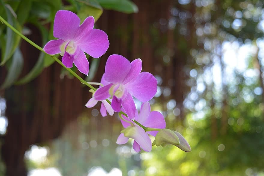 ارتفاع المواد وتباطؤ الطلب تلقي بثقلها على مزارع "الأوركيد"