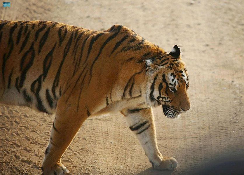 تحتضن المنطقة 3 نمور ذهبية نادرة.