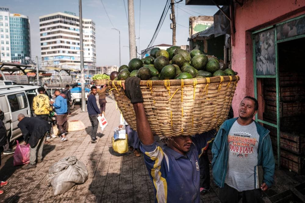 حصاد الأفوكادو