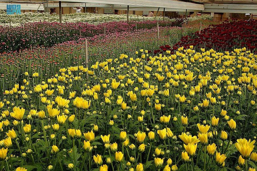  تنتج تبوك ما يزيد عن 30 مليون وردة سنويا.