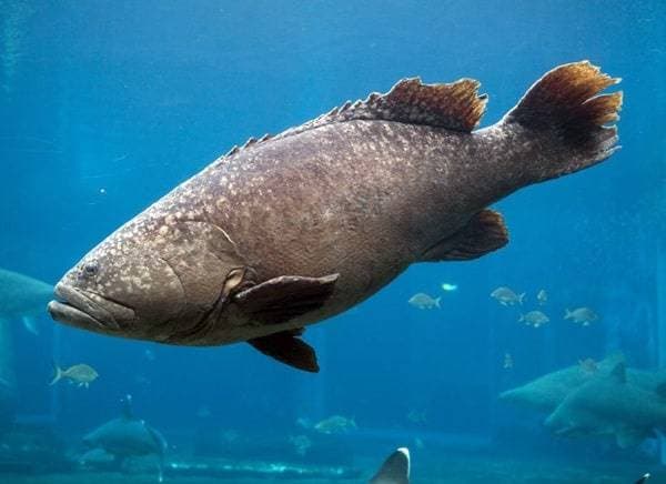 الأسماك تحتوي على نسبة عالية من "أوميجا 3".