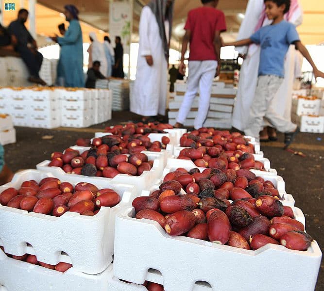 4 ملايين نخلة في المدينة المنورة ترفد الاسواق المحلية بـ 7 أنواع من التمور
