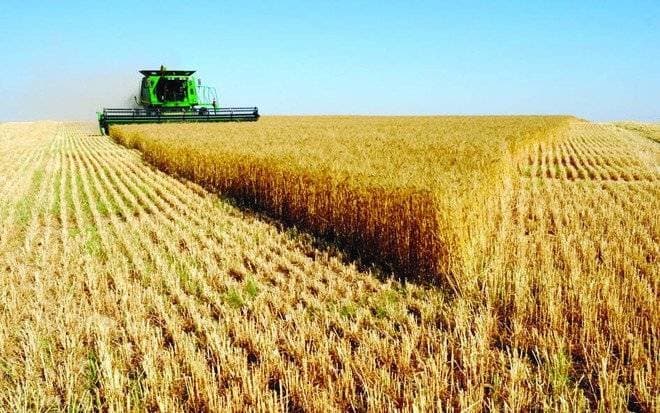 "الزراعي" : استقبال طلبات مبادرة تمويل رأس المال لاستيراد الشعير والذرة الصفراء