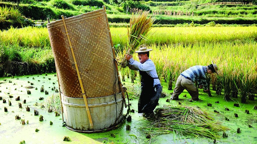 الظروف المناخية تعرض المحاصيل للتلف وتضعف شبكة الكهرباء.        "أ ب"