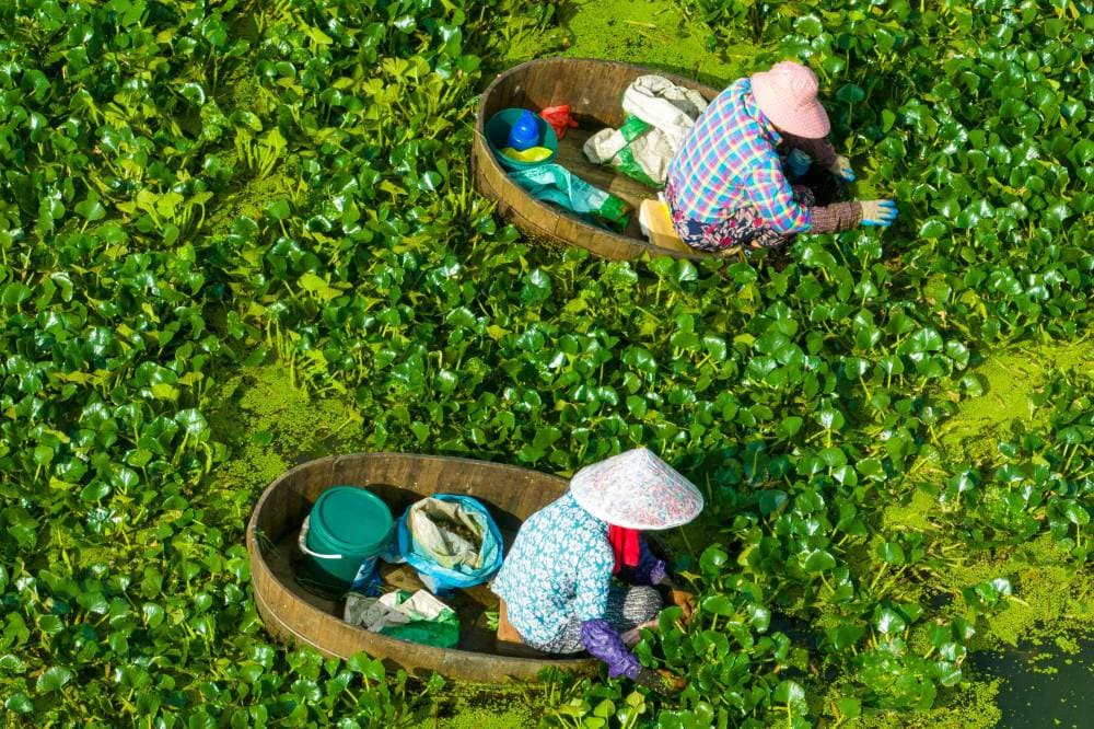 مزارعان يجمعان كستناء الماء في بركة في تايتشو في مقاطعة جيانجسو شرقي الصين، ويعد من أنواع الخضراوات التي تنمو أسفل الماء. «الفرنسية»