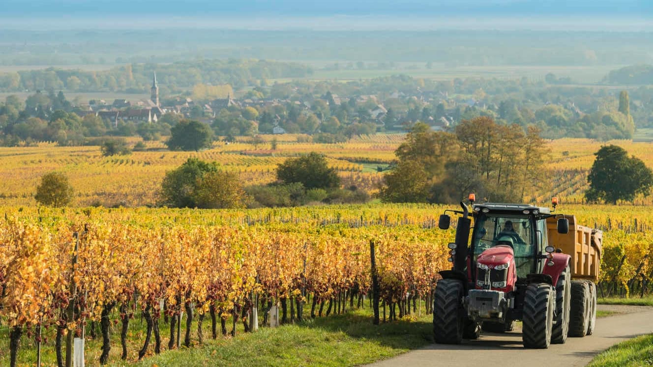 أسعار الأغذية على منحدر التراجعات للشهر الرابع .. 14.5 % للقمح و19.2 % للزيوت