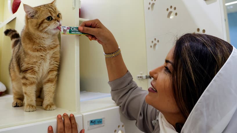 في الرياض .. فندق 5 نجوم للقطط