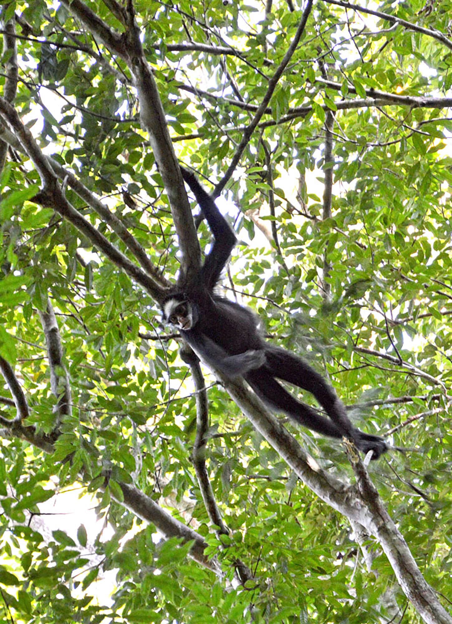 منظمة الصحة العالمية تستنكر الهجمات ضد قردة في البرازيل بسبب الجدري