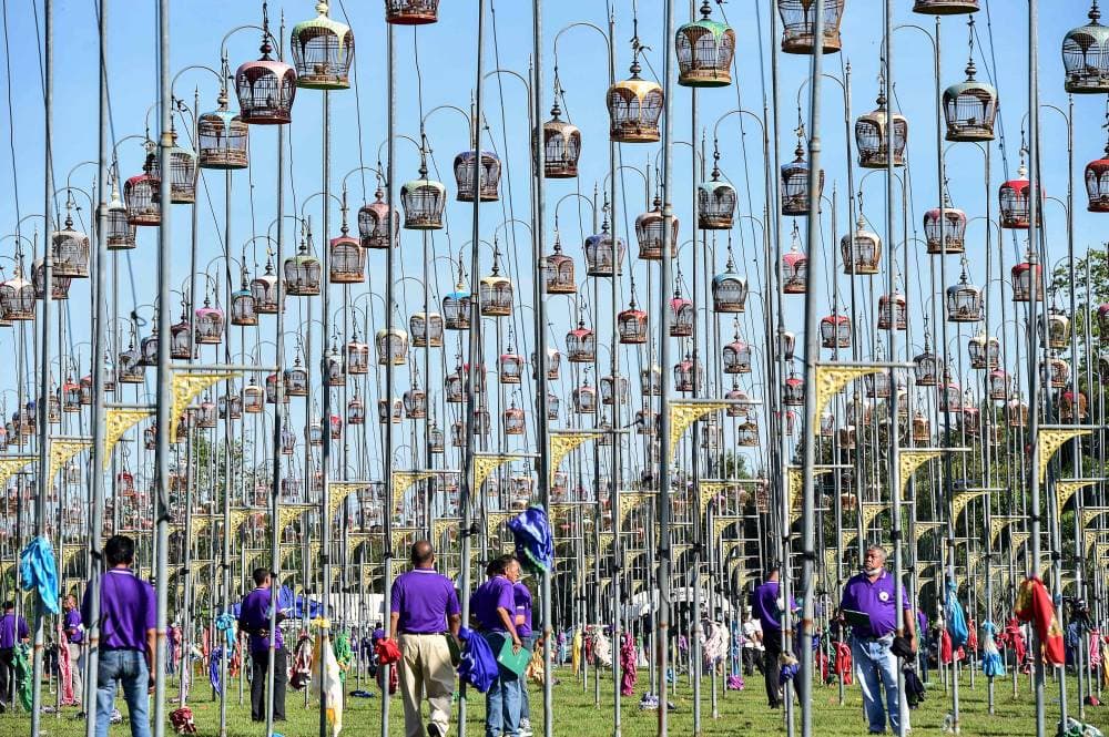 التي يشارك فيها عدة دول في تايلاند سنويا ،» غناء الطيور « أكثر من 1500 طائر في أقفاص معلقة، خلال مسابقة. "الفرنسية"